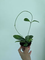 Lily review photo