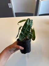 Berkley review photo