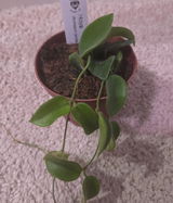 Plantcouver review photo