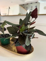 Raphaelle Zilio review photo