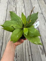Olena Cherchevych review photo