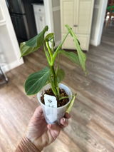 Diane M review photo