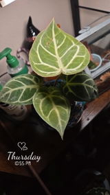 Stephanie S review photo