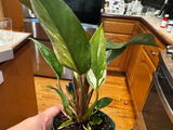 Laura Holder review photo
