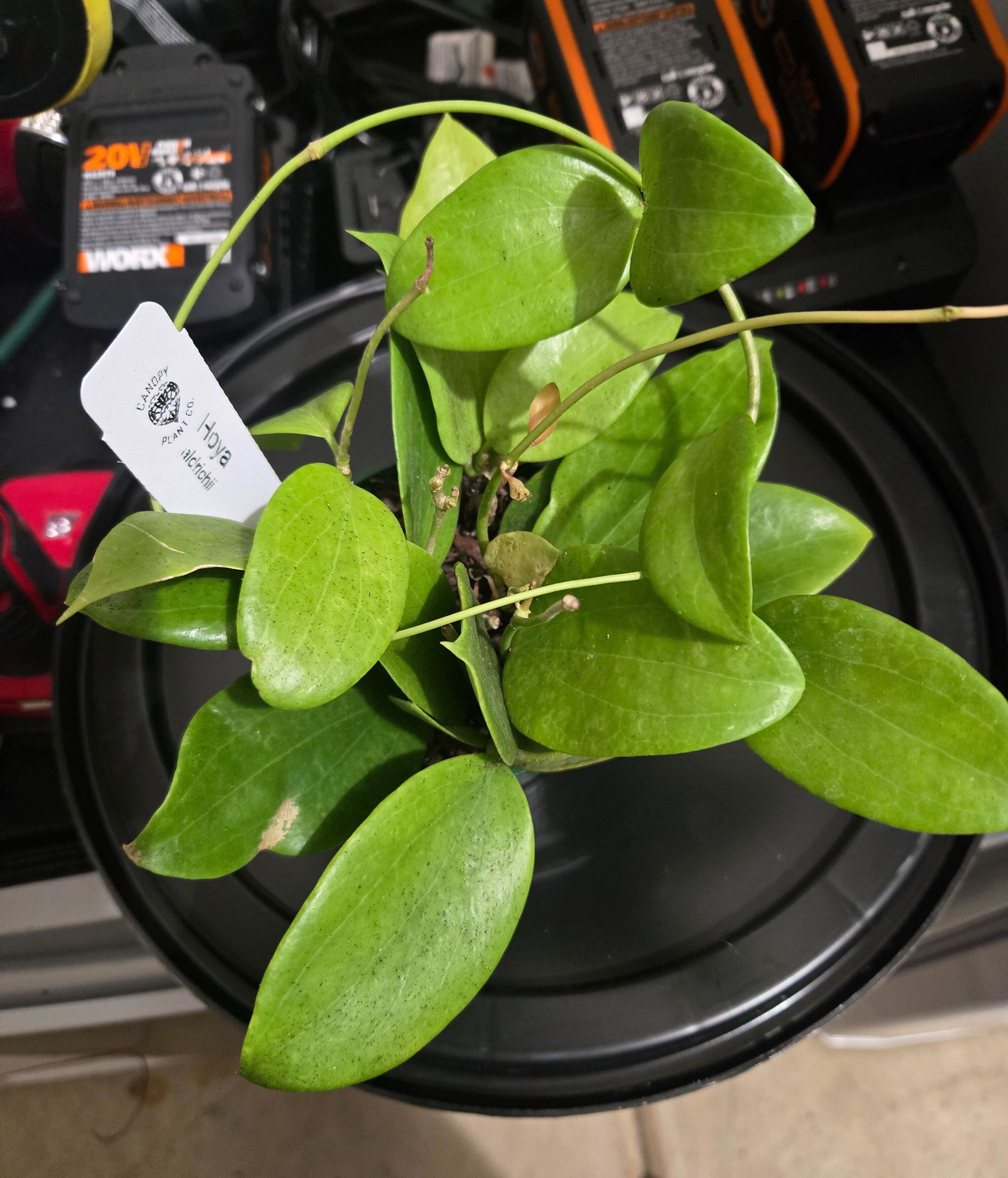 Hoya aldrichii | Canopy Plant Co.