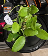 Plantcouver review photo