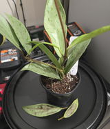 Plantcouver review photo