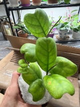 Nayoli Quevedo review photo