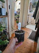 JR Racz review photo