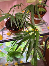 Theresa Meetze review photo