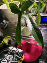 Rose E review photo