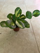 Donella C review photo