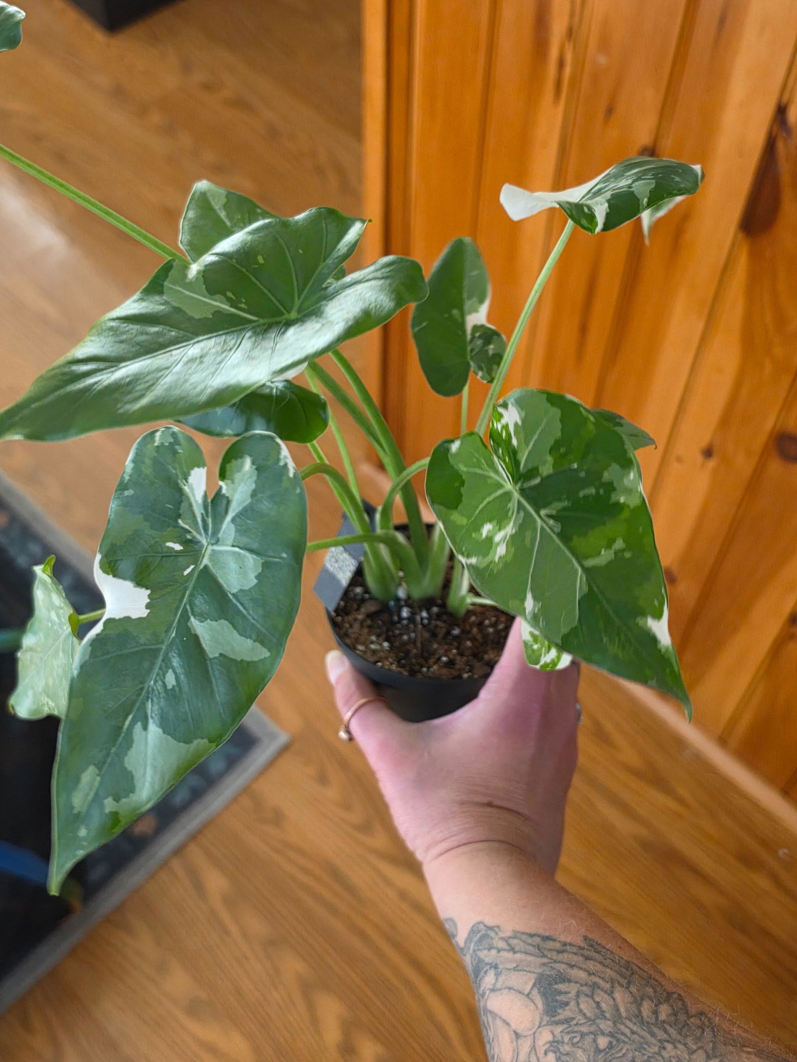 4” Alocasia odora 'Okinawa Silver' | Canopy Plant Co.