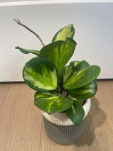 Mary review photo