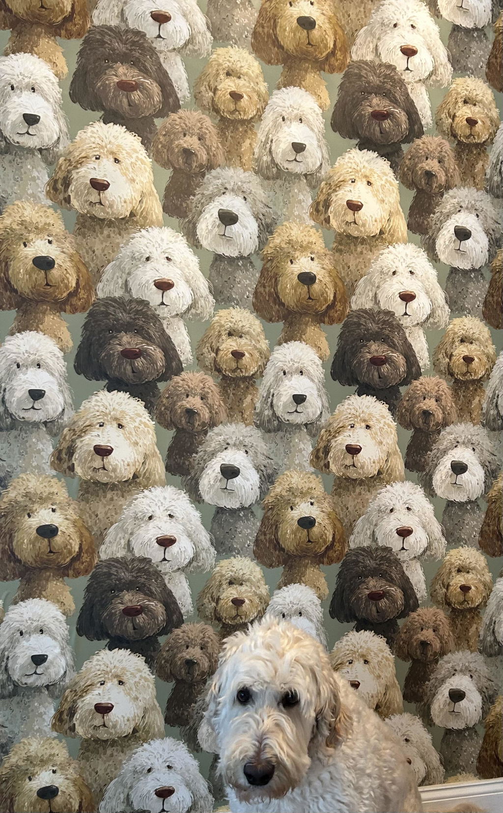 Wallpaper photo from Lisa Kellogg