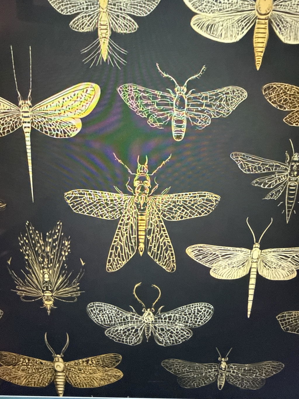 Customer photo — Gilded Entomology Wallpaper