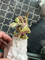 A.K. review photo