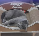カスタマー review photo