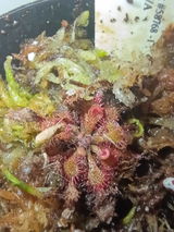 CT review photo