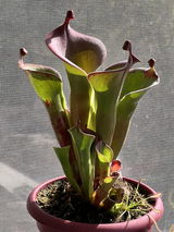 Ken Hassen review photo