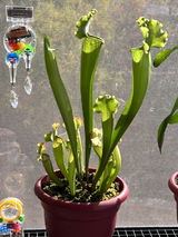Ken Hassen review photo