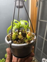 Ryan S review photo