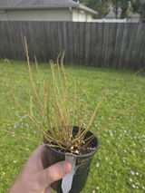 BotanicHalls review photo