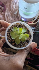 Meridian Botanicals review photo