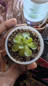 Meridian Botanicals review photo