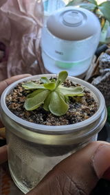 Meridian Botanicals review photo