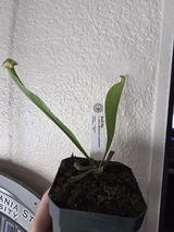 AG review photo