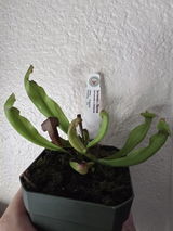 AG review photo