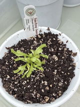 Sylie review photo