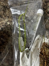 Walhalla review photo