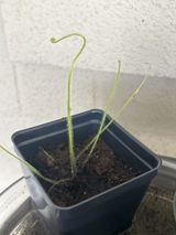 Walhalla review photo