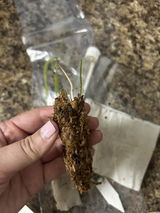 Walhalla review photo