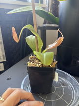 Nichole review photo
