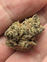 Gavin w Berardesca review photo