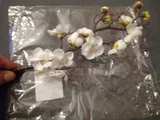 Paloma review photo