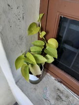 C RAJA review photo