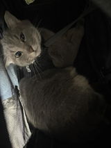 Oli &.N. review photo