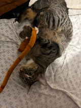 Play with Kurt!