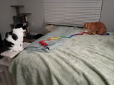 Catch a Mouse by the Tail - Wool Cat Toy