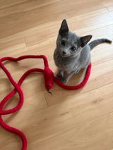 Catch a Mouse by the Tail - Wool Cat Toy