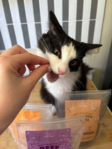 Tuna Cow cat review photo