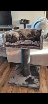 Cat lady review photo