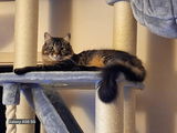 Charmaine review photo