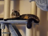 Charmaine review photo