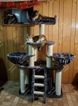 Susan of Tau Coon Cattery review photo