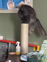 Maine Coon Mom review photo